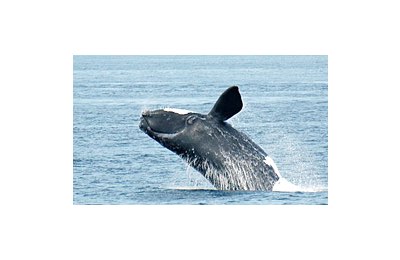 Di diecimila chilometri, il viaggio di un esemplare femmina di balena