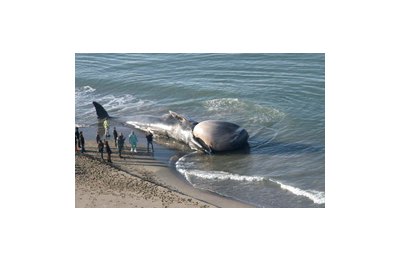 La balena spiaggiata a San Rossore