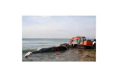 La carcassa della balena è lunga 18 metri e pesa 35 tonnellate