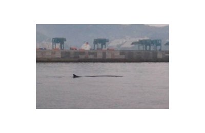 Balenottera comune nel porto di Genova