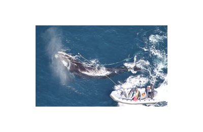 Balenottera liberata da 100 metri di cima di rete in Atlantico