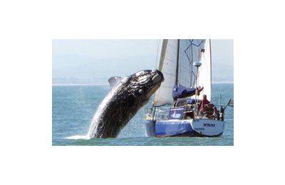 L'immagine della balena che salta sulla barca