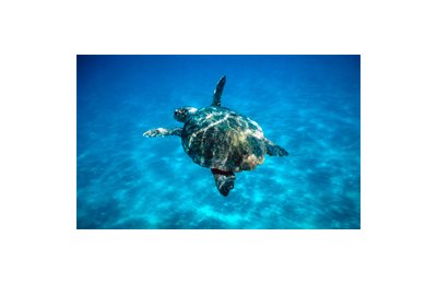 Un atartaruga Caretta Caretta, nuota