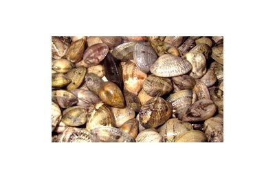 Le vongole perdono il guscio