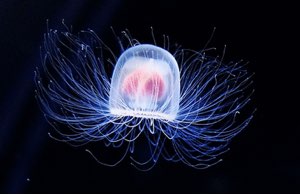 L'eternità delle meduse