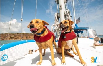 Giubbotti di salvataggio per cani e gatti: come scegliere quello giusto in barca