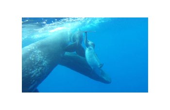 Capodoglio adotta un delfino deforme