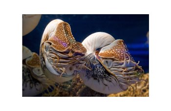La BBC cambia modo di guardare i delfini  