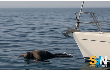 Trovare un cadavere in mare: cosa deve fare lo skipper secondo la legge