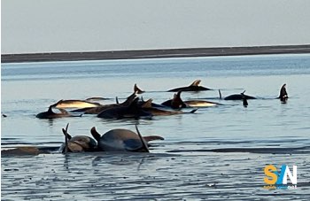 Maxi spiaggiamento a Cape Cod, salvati oltre venti delfini
