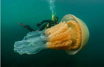 L’incontro con la medusa gigante
