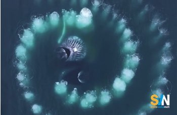 Balena colpisce una barca di soccorso e la affonda