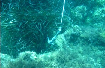 Ancoraggio eco sostenibile: ecco perché evitare la posidonia