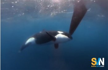 Un altro affondamento di una barca a vela colpita dalle orche