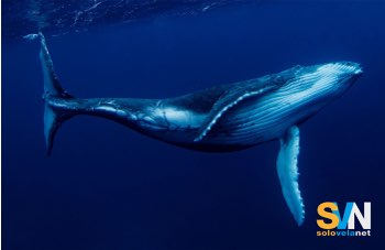 Il Congresso USA vuole modificare il Marine Mammal Protection Act: rischi per balene e delfini