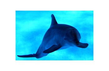 Donna attaccata da un delfino 