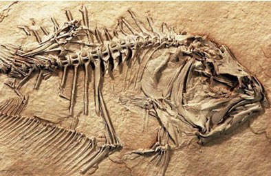 La migrazione dell'occhio della sogliola
