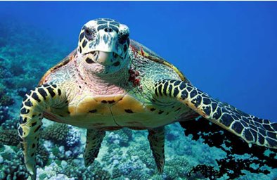 Il canto delle Tartarughe