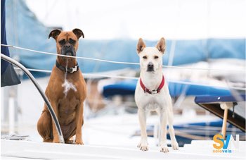 Cani a bordo: come vivono su una barca?