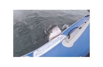 Squalo bianco attacca gommone
