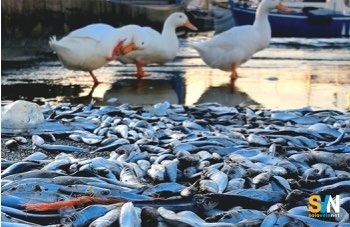 Porticciolo di Santo Spirito invaso dal pesce azzurro: cosa è accaduto?