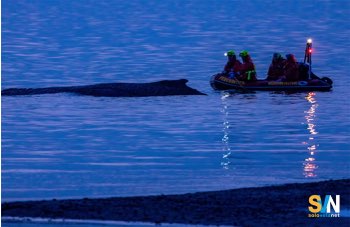 Wal incagliato nel Baltico, tentativi di salvataggio senza esito: perché non viene abbattuto