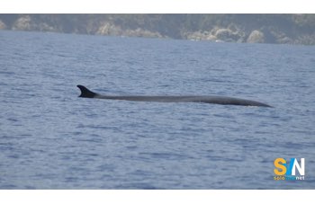 Balenottera avvistata all’Isola d’Elba: primo incontro del 2026 in anticipo sulla stagione