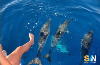 Delfini in Sicilia, aumentano gli avvistamenti lungo le coste