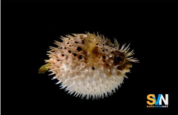 Pesce palla maculato: perché preoccupa il Mediterraneo