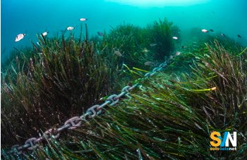 Comandante di uno yacht multato di 90.000 euro per aver ancorato sulla Posidonia