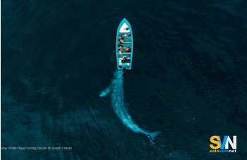Yacht a vela colpisce una balena e affonda: quattro velisti salvati sulla zattera