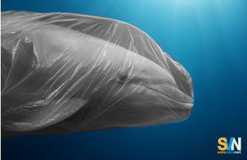 Quanta plastica basta per uccidere un animale marino? Molto meno di quanto pensiamo