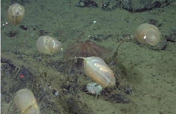 Culeolus Barryi, una nuova specie