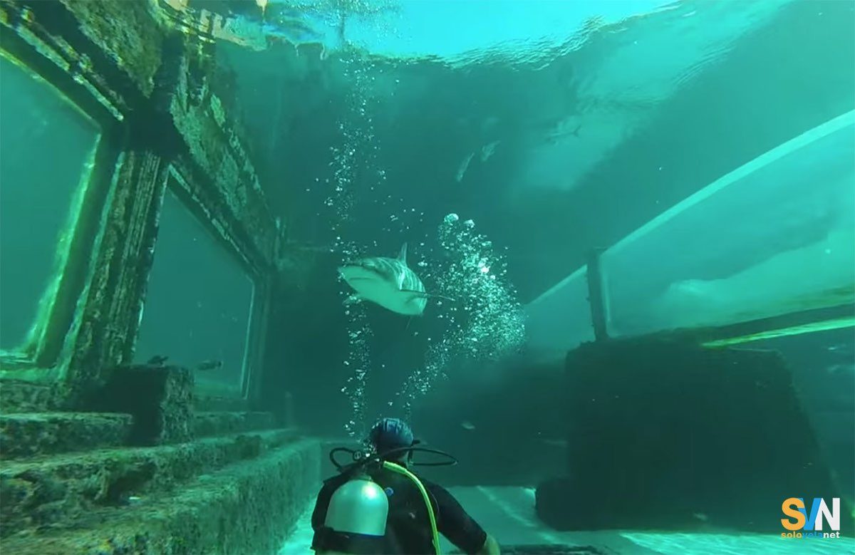 Un esempio di shark tank dove le persone nuotano in vasche con gli squali