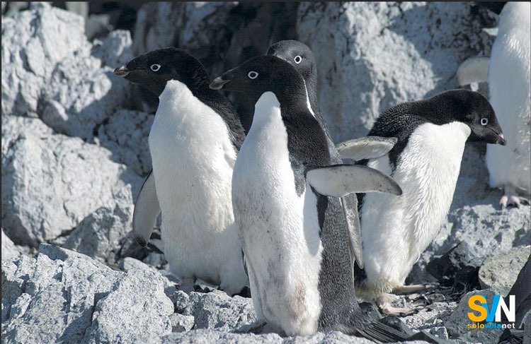 Colonia di pinguini tra le rocce: in Antartide sono loro i veri padroni di casa