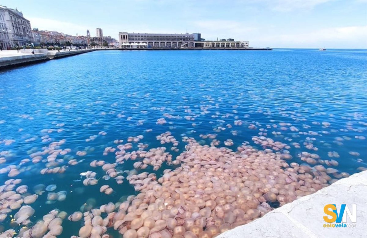 Il Golfo di Trieste invaso dalle meduse