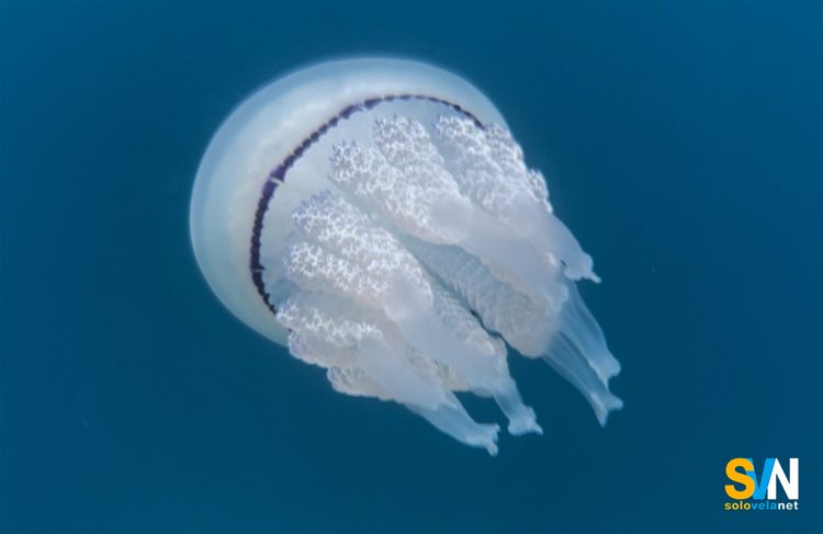 Il polmone di mare è una medusa molto comune che in questi giorni sta invadendo il golfo di Trieste