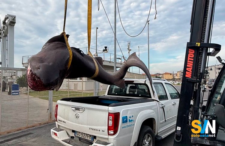 Squalo Capopiatto Trovato Morto Sulla Spiaggia Di Follonica