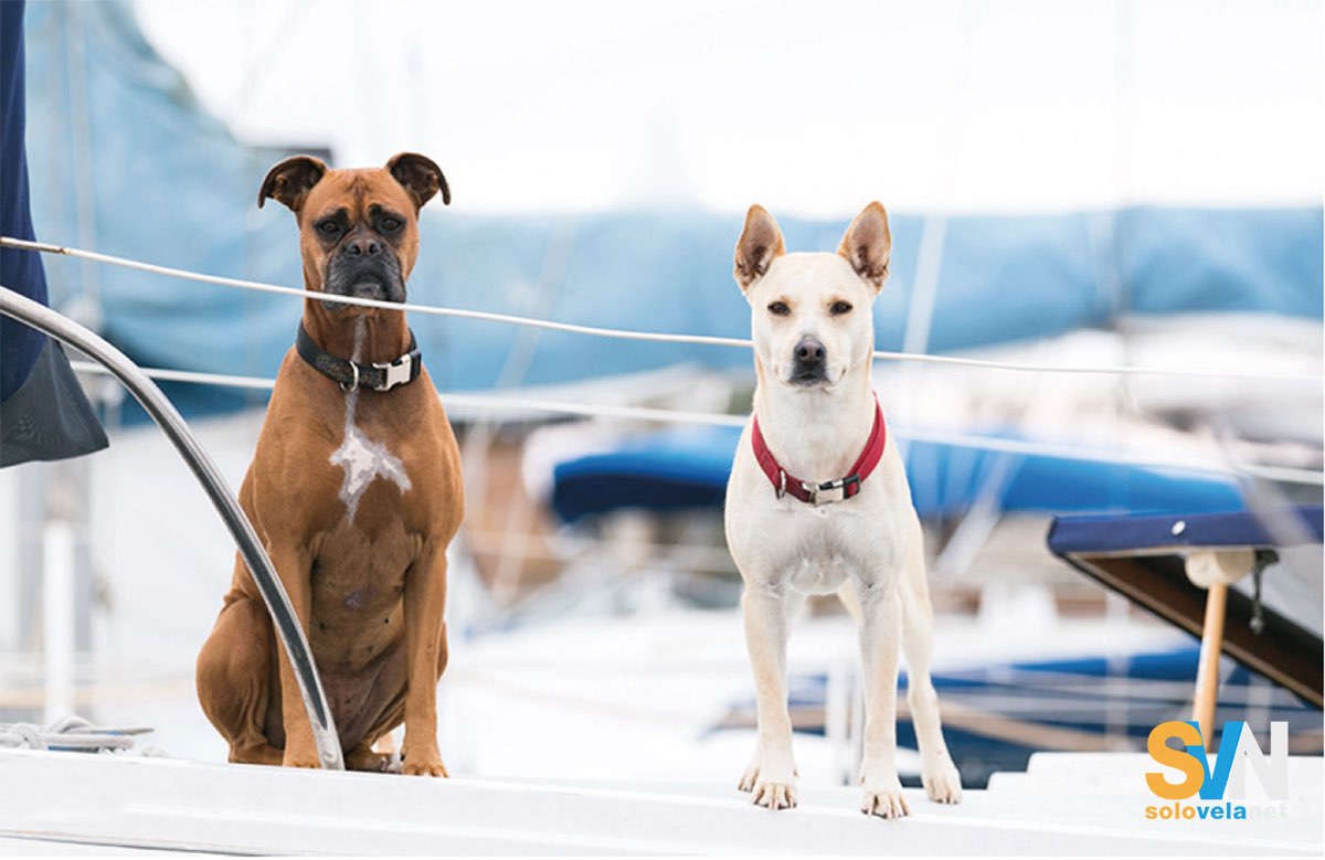 Due cani in attesa sul ponte di una barca, perfettamente a loro agio negli spazi di bordo