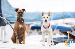 Cani a bordo: come vivono su una barca?