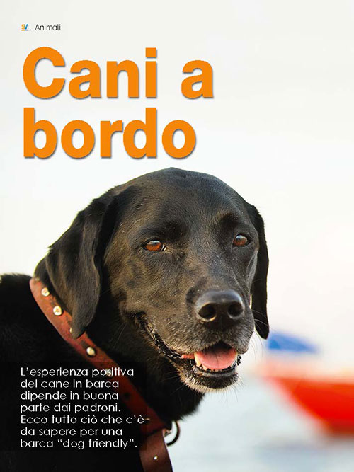 Cani a bordo: come vivono su una barca?