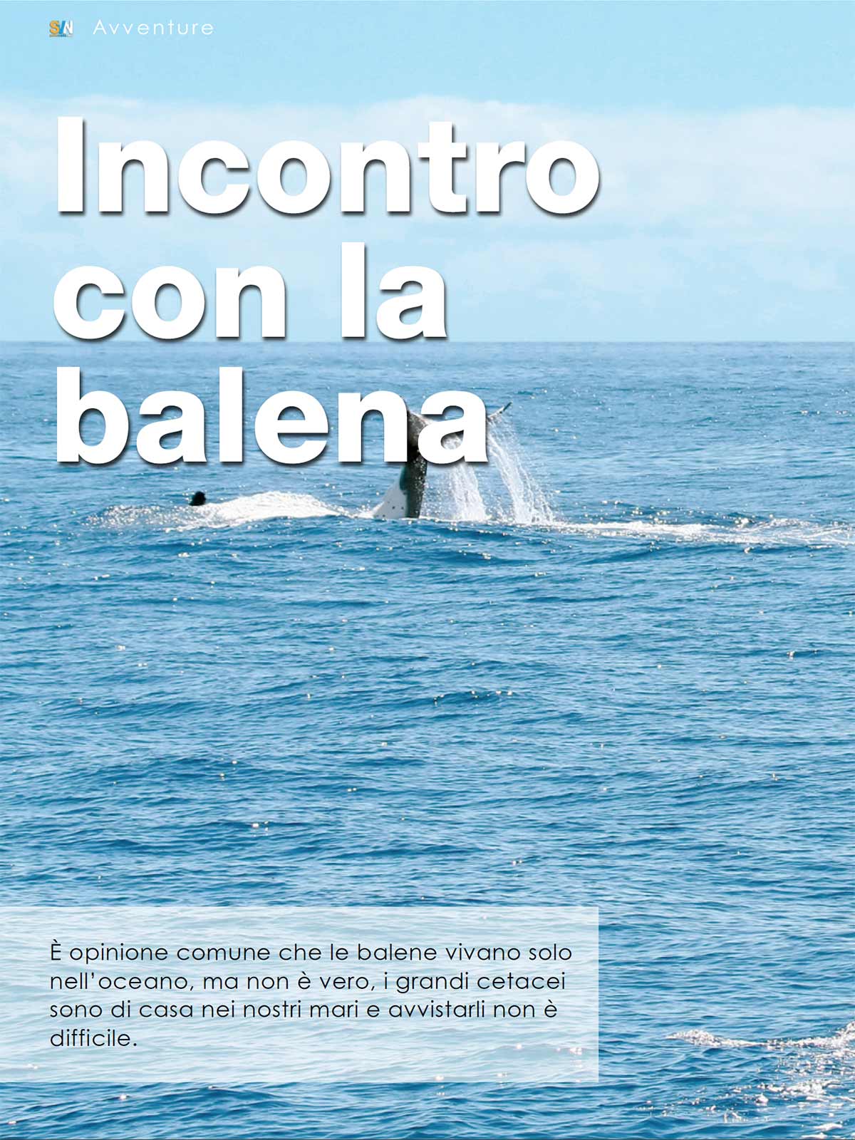 Avvistare una balena durante la navigazione: un'esperienza indimenticabile in mare