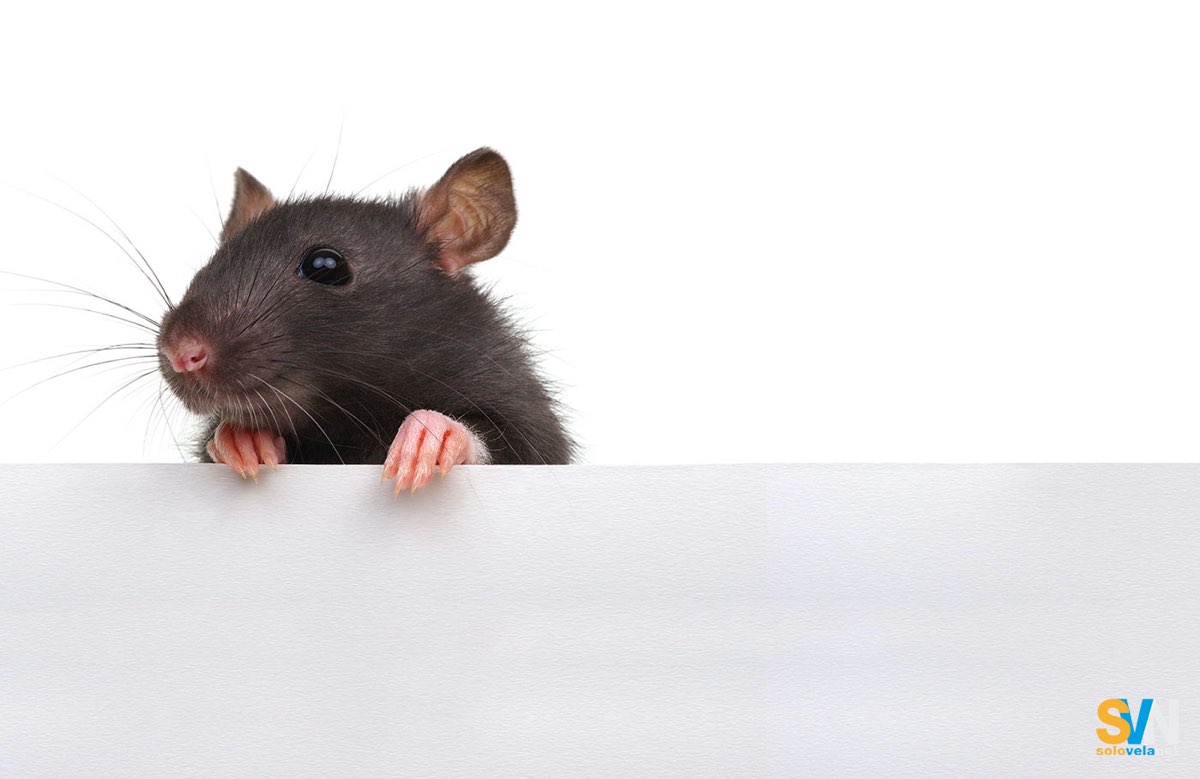Ratti e non topi: come difendersi dai piccoli intrusi a bordo