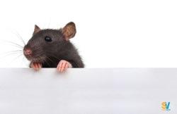 Ratti e non topi: come difendersi dai piccoli intrusi a bordo