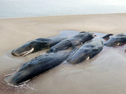 Tasmania, morte 51 balene
