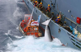 Video denuncia di Sea Shepherd: massacro di balene in Antartide