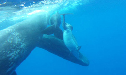 Nella foto è evidente la malformazione del delfino