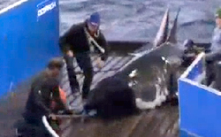 Marie Lee sulla nave dell’Ocearch