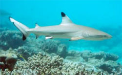 Squalo accecato dalle luci della discoteca