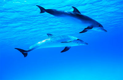 Delfini nuotano